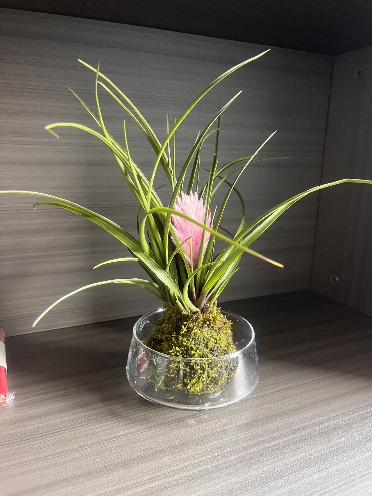 江苏虎跃头像